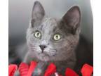 Adopt Azora a Domestic Short Hair