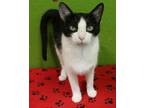 Adopt Isadora a Domestic Short Hair