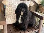 Adopt Lucy Cavapoo a Cavalier King Charles Spaniel, Poodle