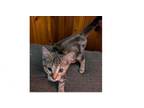 Adopt Argos a Domestic Short Hair, Tabby