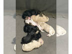 Labradoodle PUPPY FOR SALE ADN-816759 - F2b Labradooddles