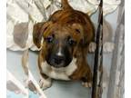 Boxer Mix DOG FOR ADOPTION RGADN-1302499 - Ocean - Boxer / Mixed Dog For