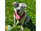 Adopt Alice a Pit Bull Terrier