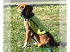 Boxer Mix DOG FOR ADOPTION RGADN-1328102 - Marley - Boxer / Mixed (short coat)