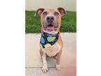 Adopt Cowboy a Terrier, Mixed Breed