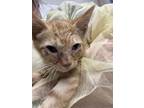 Adopt Gerald B. Ford a Domestic Short Hair