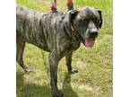 Adopt Butler a Mastiff