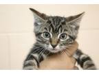 Adopt Spike a Domestic Short Hair, Tabby