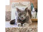 Adopt Corvette a Russian Blue, Domestic Short Hair