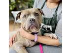 Adopt Oshua a Pit Bull Terrier