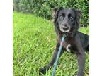 Adopt Earl a Labrador Retriever