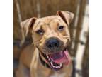 Adopt Kobe 2590 a Mixed Breed