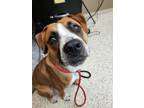 Adopt Leo 42272 a Boxer