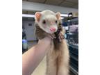 Adopt Walter Bear a Ferret