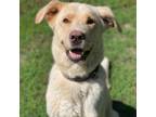 Adopt Walker a Labrador Retriever, Shepherd