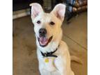 Adopt Titan a German Shepherd Dog