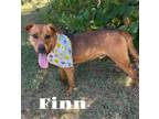 Adopt Finn 121090 a Shepherd, Mixed Breed