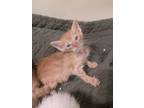 Adopt Fireball a Domestic Short Hair