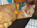 Adopt Marco a Domestic Short Hair