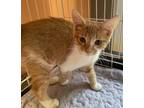 Adopt Ricki a Domestic Short Hair