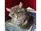 Adopt Tippy a Domestic Medium Hair, Domestic Short Hair