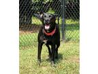 Adopt Brock a Labrador Retriever, Mixed Breed