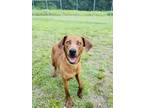 Adopt Digby a Redbone Coonhound