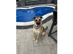 Adopt Fletcher II a German Shepherd Dog