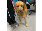 Adopt Lorado a Retriever, Beagle