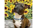 Adopt St Paul a Pit Bull Terrier