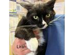 Adopt Lirah *Meet me at Plymouth Petsmart* a Domestic Short Hair