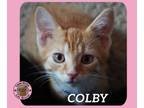 Adopt Colby a Domestic Short Hair