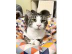 Adopt Stefan a Domestic Short Hair