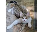 Adopt Cosmos a Tabby, Domestic Short Hair