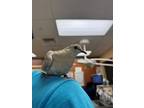 Adopt Mimosa a Dove