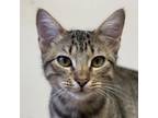 Adopt Jade a Domestic Short Hair