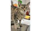 Adopt Zoey a Domestic Short Hair