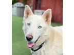 Adopt Leila a Siberian Husky