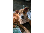 Adopt JILL a Cattle Dog