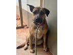 Adopt Annie a Boxer, Shepherd