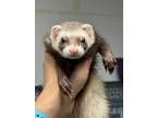 Adopt Hazel a Ferret