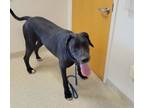 Adopt Mouse a Great Dane