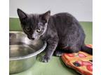 Adopt Dino Nuggie a Domestic Short Hair