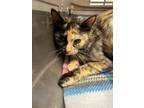 Adopt Thelma a Domestic Short Hair