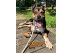 Adopt S'Mores a Boxer, Hound