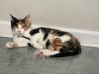 Adopt Cyndi a Domestic Short Hair