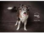 Adopt Riley Rae a Australian Shepherd