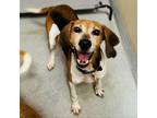 Adopt Judy - Costa Mesa Location a Hound