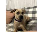 Adopt Ladybug a Black Mouth Cur