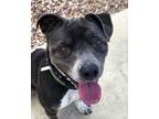 Adopt Betty a Pit Bull Terrier